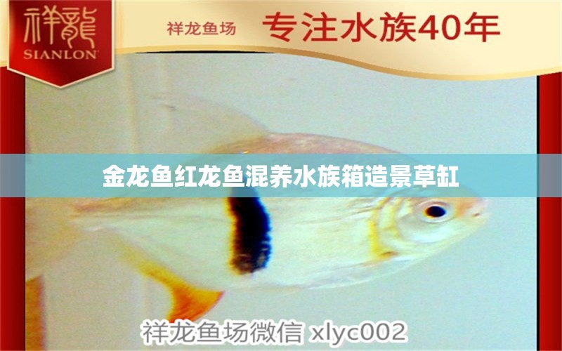 金龍魚紅龍魚混養(yǎng)水族箱造景草缸 魚缸/水族箱