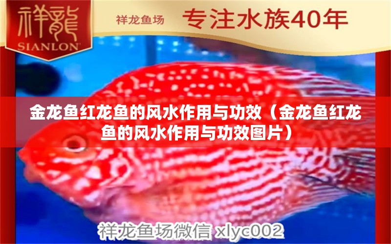 金龍魚紅龍魚的風(fēng)水作用與功效（金龍魚紅龍魚的風(fēng)水作用與功效圖片）