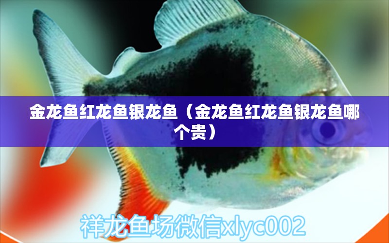 金龍魚紅龍魚銀龍魚（金龍魚紅龍魚銀龍魚哪個貴） 銀龍魚