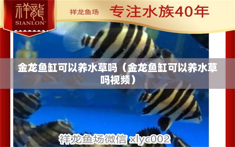 金龍魚缸可以養(yǎng)水草嗎（金龍魚缸可以養(yǎng)水草嗎視頻）