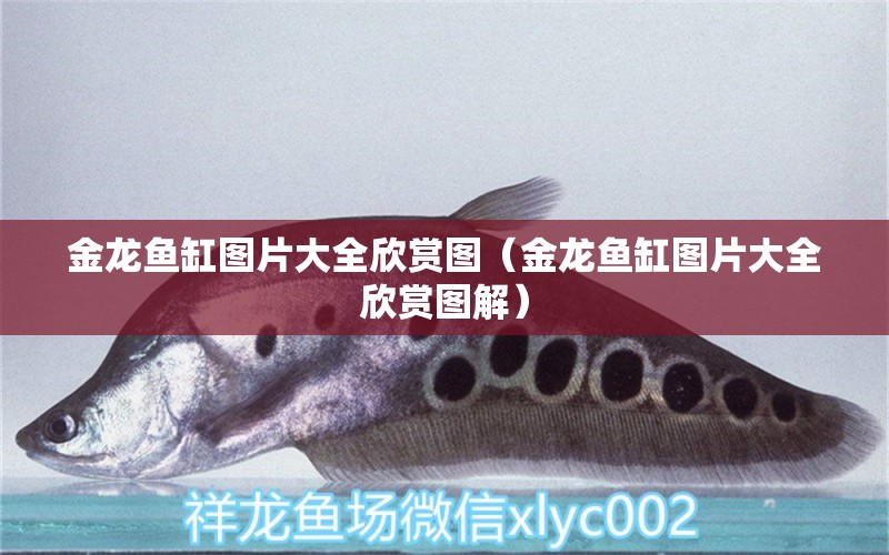 金龍魚缸圖片大全欣賞圖（金龍魚缸圖片大全欣賞圖解）