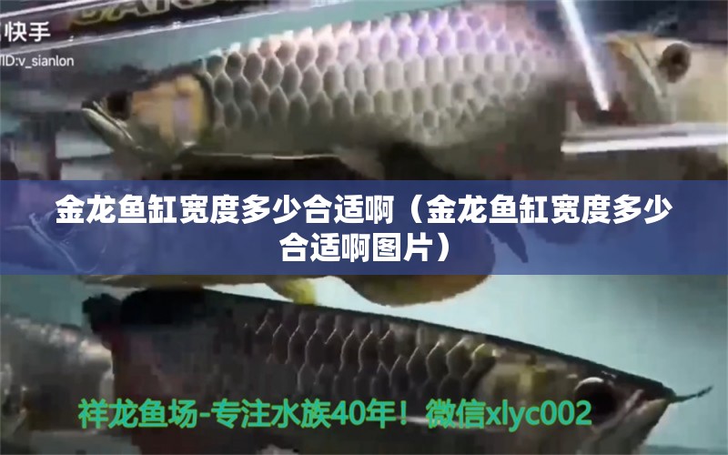 金龍魚缸寬度多少合適?。ń瘕堲~缸寬度多少合適啊圖片）