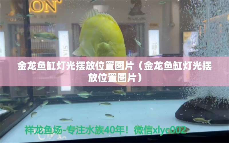 金龍魚缸燈光擺放位置圖片（金龍魚缸燈光擺放位置圖片）