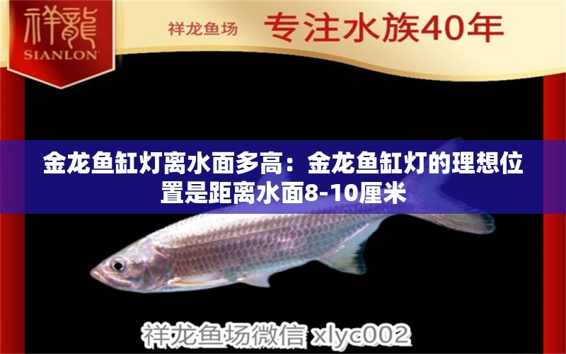 金龍魚(yú)缸燈離水面多高：金龍魚(yú)缸燈的理想位置是距離水面8-10厘米 龍魚(yú)百科 第2張