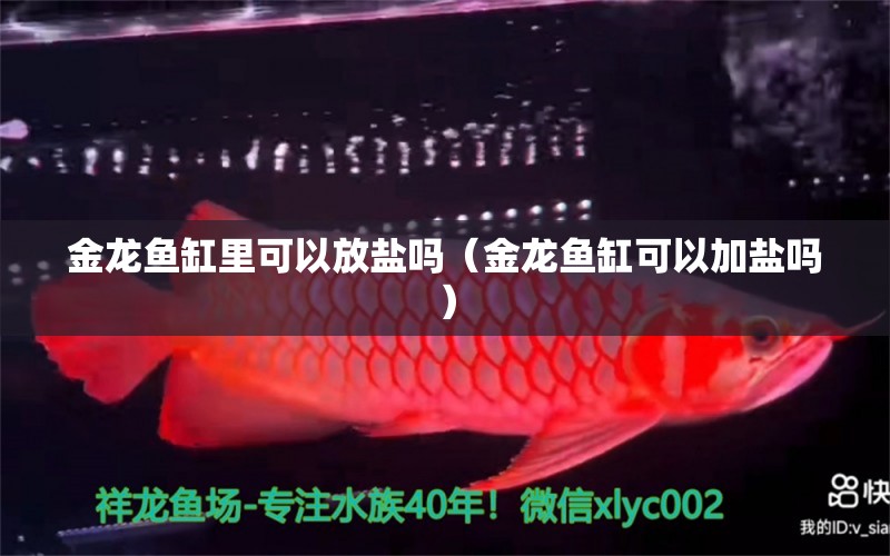 金龍魚缸里可以放鹽嗎（金龍魚缸可以加鹽嗎） 熱帶魚魚苗批發(fā)