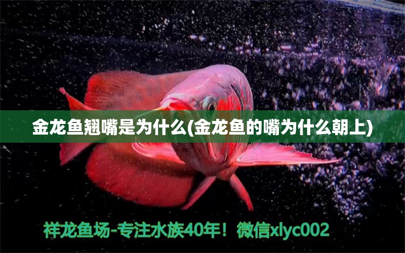 金龍魚翹嘴是為什么(金龍魚的嘴為什么朝上) 虎魚百科