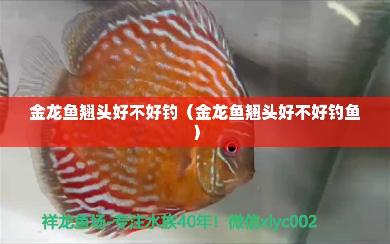 金龍魚翹頭好不好釣（金龍魚翹頭好不好釣魚）