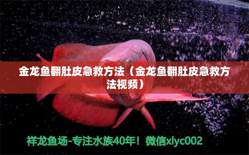 金龍魚翻肚皮急救方法（金龍魚翻肚皮急救方法視頻）