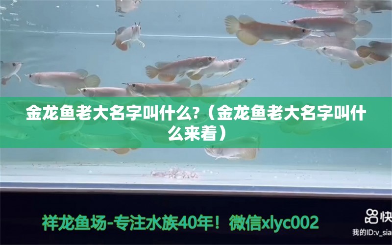 金龍魚(yú)老大名字叫什么?（金龍魚(yú)老大名字叫什么來(lái)著）