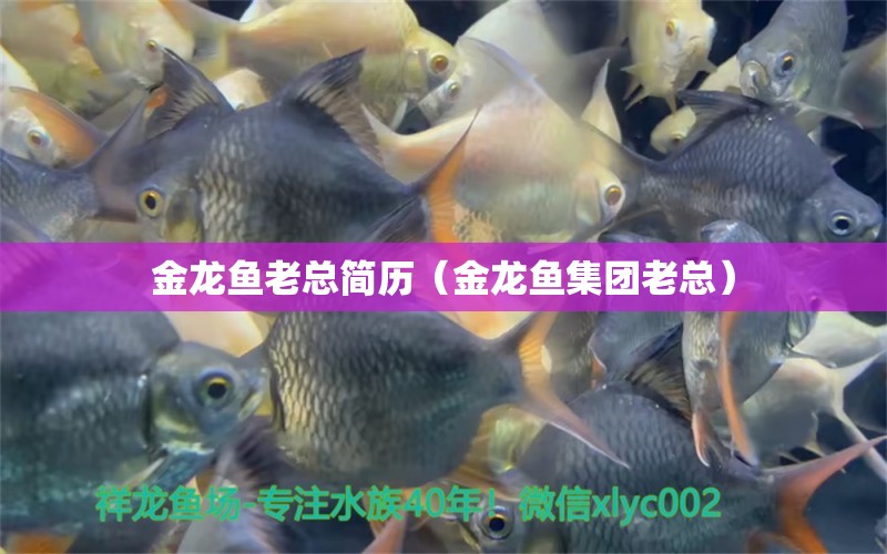 金龍魚老總簡歷（金龍魚集團老總）