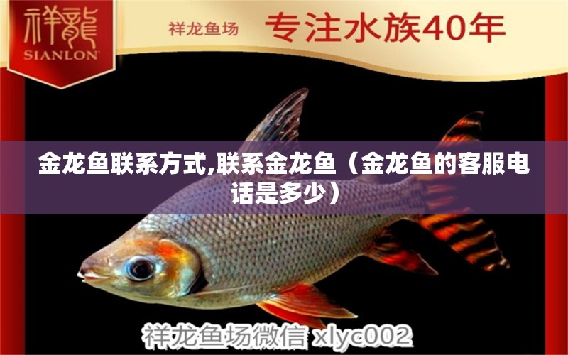 金龍魚(yú)聯(lián)系方式,聯(lián)系金龍魚(yú)（金龍魚(yú)的客服電話(huà)是多少） 觀賞魚(yú)市場(chǎng)（混養(yǎng)魚(yú)）