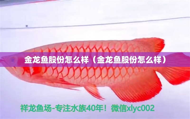 金龍魚股份怎么樣（金龍魚股份怎么樣）