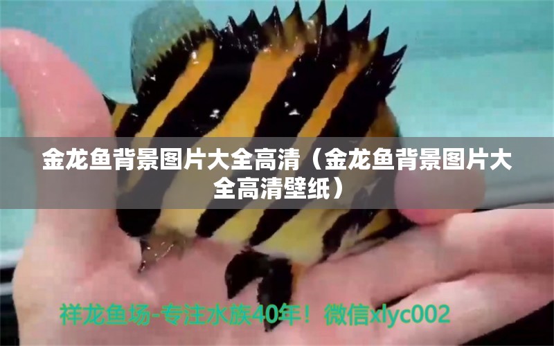 金龍魚背景圖片大全高清（金龍魚背景圖片大全高清壁紙） 祥龍水族醫(yī)院