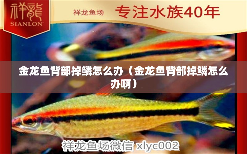 金龍魚背部掉鱗怎么辦（金龍魚背部掉鱗怎么辦?。? title=