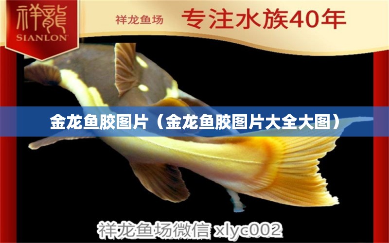 金龍魚膠圖片（金龍魚膠圖片大全大圖）