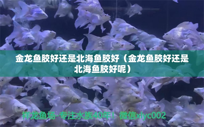 金龍魚膠好還是北海魚膠好（金龍魚膠好還是北海魚膠好呢）