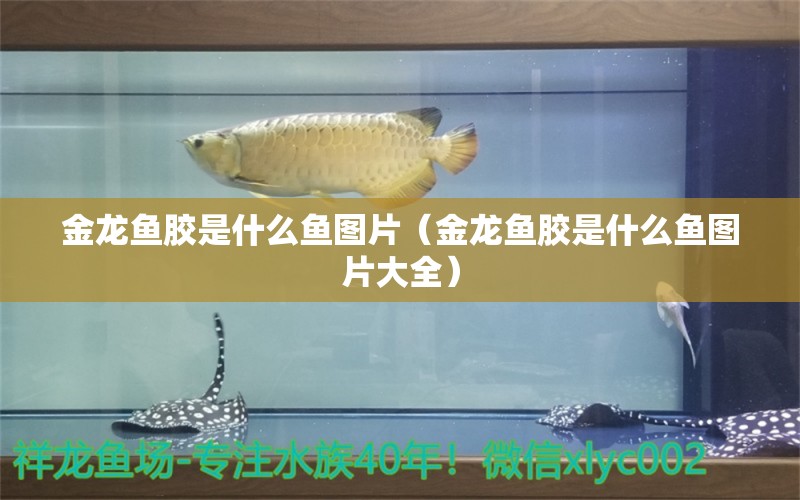 金龍魚膠是什么魚圖片（金龍魚膠是什么魚圖片大全）