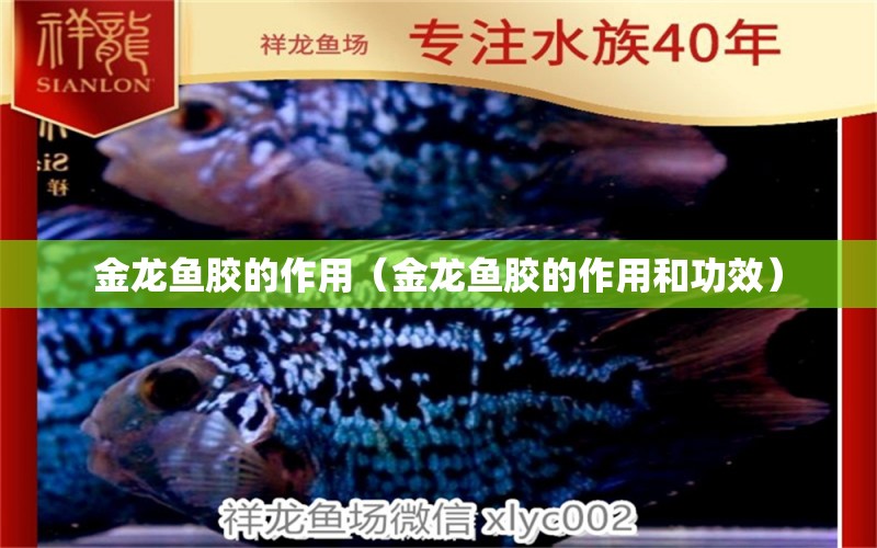 金龍魚膠的作用（金龍魚膠的作用和功效）