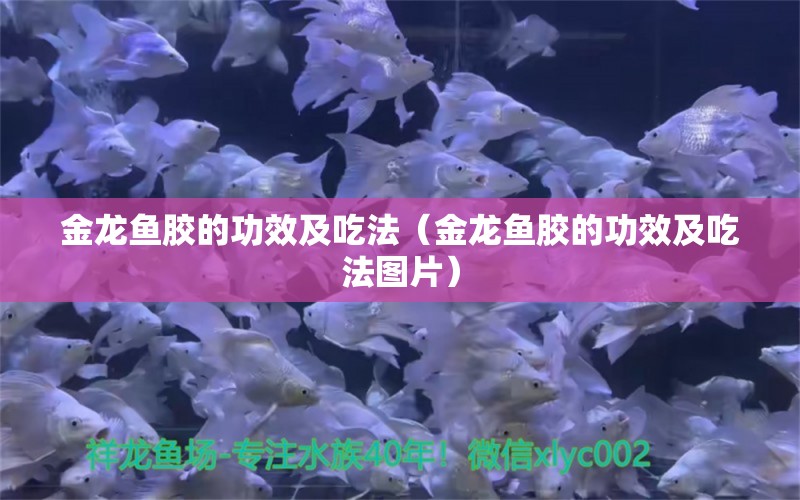 金龍魚膠的功效及吃法（金龍魚膠的功效及吃法圖片）