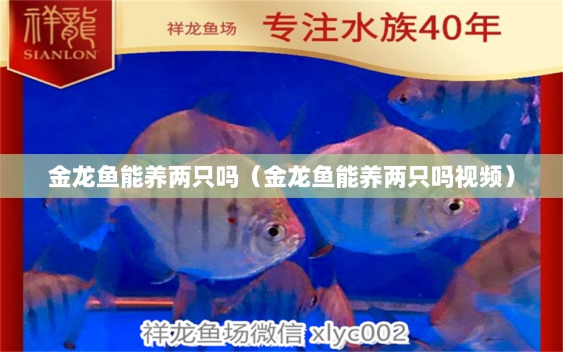 金龍魚(yú)能養(yǎng)兩只嗎（金龍魚(yú)能養(yǎng)兩只嗎視頻）