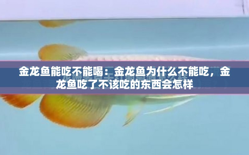 金龍魚能吃不能喝：金龍魚為什么不能吃，金龍魚吃了不該吃的東西會怎樣 水族問答