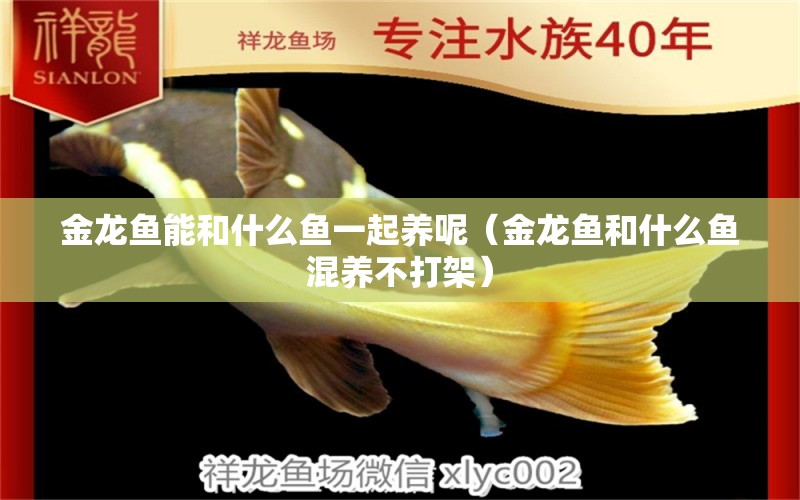 金龍魚能和什么魚一起養(yǎng)呢（金龍魚和什么魚混養(yǎng)不打架）