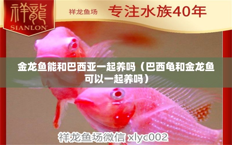 金龍魚能和巴西亞一起養(yǎng)嗎（巴西龜和金龍魚可以一起養(yǎng)嗎） 觀賞魚批發(fā)