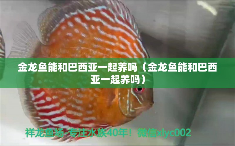 金龍魚能和巴西亞一起養(yǎng)嗎（金龍魚能和巴西亞一起養(yǎng)嗎）