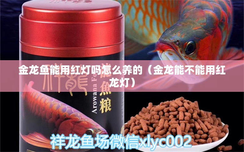 金龍魚能用紅燈嗎怎么養(yǎng)的（金龍能不能用紅龍燈） 廣州觀賞魚批發(fā)市場