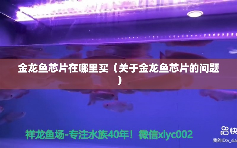 金龍魚芯片在哪里買（關于金龍魚芯片的問題） 水族問答 第2張