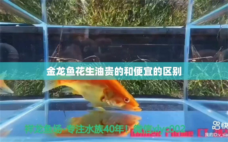 金龍魚花生油貴的和便宜的區(qū)別 養(yǎng)魚知識(shí)