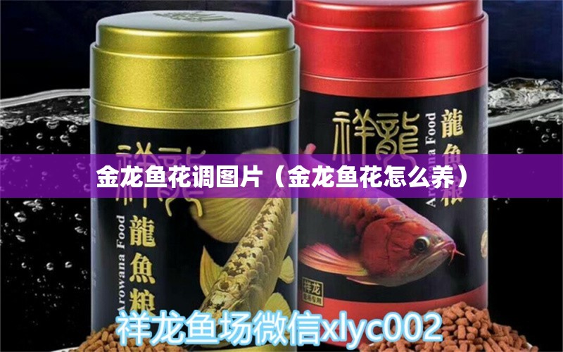 金龍魚花調(diào)圖片（金龍魚花怎么養(yǎng)）