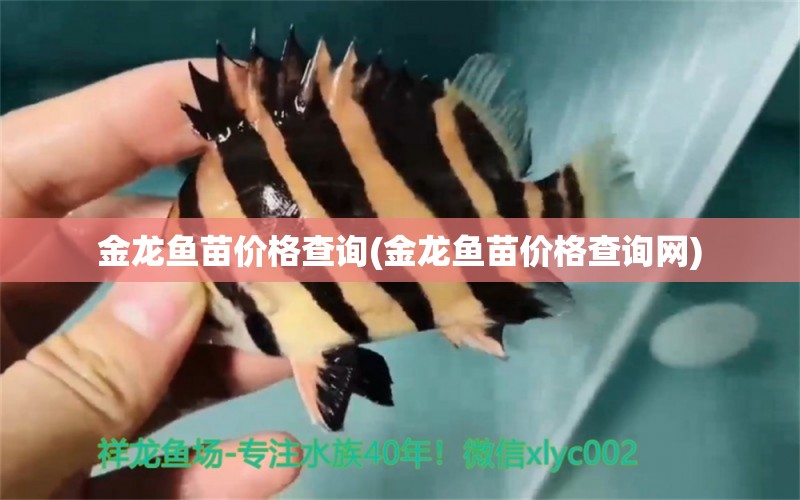 金龍魚苗價格查詢(金龍魚苗價格查詢網(wǎng)) 狗頭魚 第2張