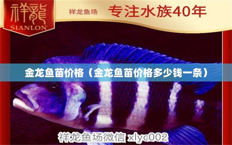 金龍魚苗價格（金龍魚苗價格多少錢一條）