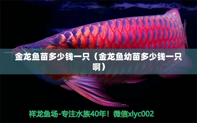 金龍魚苗多少錢一只（金龍魚幼苗多少錢一只?。? title=