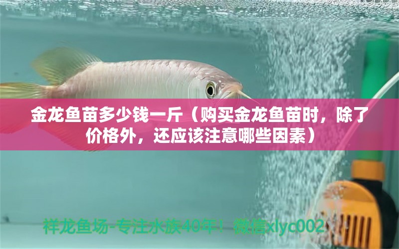 金龍魚苗多少錢一斤（購買金龍魚苗時，除了價格外，還應(yīng)該注意哪些因素） 水族問答 第1張