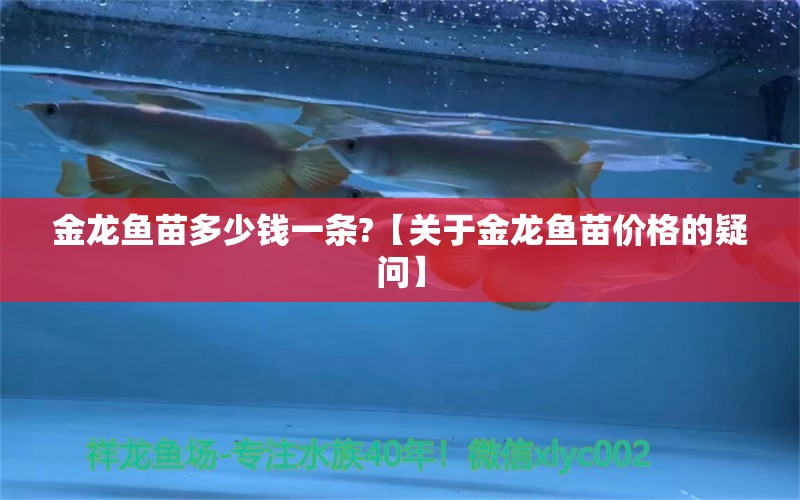 金龍魚苗多少錢一條?【關(guān)于金龍魚苗價(jià)格的疑問】 水族問答 第2張