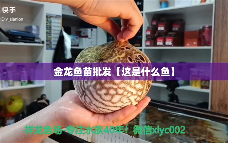 金龍魚苗批發(fā)【這是什么魚】