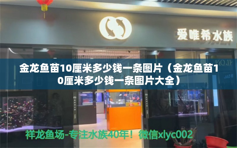 金龍魚苗10厘米多少錢一條圖片（金龍魚苗10厘米多少錢一條圖片大全）