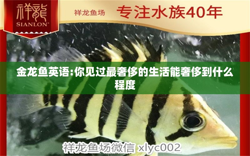 金龍魚(yú)英語(yǔ):你見(jiàn)過(guò)最奢侈的生活能奢侈到什么程度