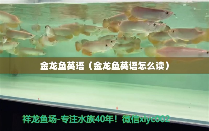 金龍魚英語（金龍魚英語怎么讀）