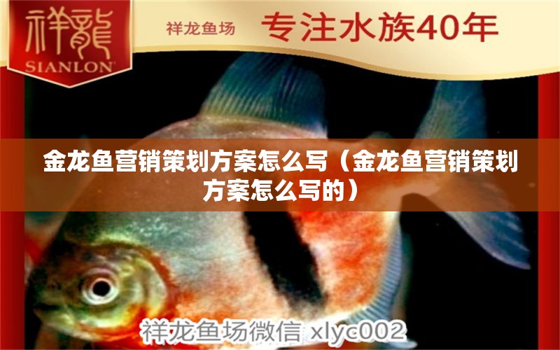 金龍魚營銷策劃方案怎么寫（金龍魚營銷策劃方案怎么寫的）