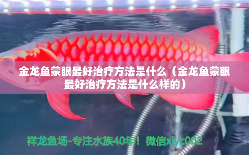 金龍魚蒙眼最好治療方法是什么（金龍魚蒙眼最好治療方法是什么樣的） 三間鼠魚苗