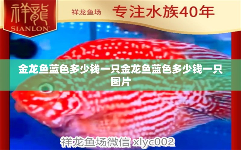 金龍魚(yú)藍(lán)色多少錢(qián)一只金龍魚(yú)藍(lán)色多少錢(qián)一只圖片