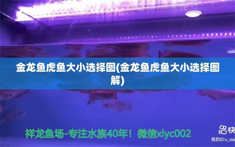 金龍魚虎魚大小選擇圖(金龍魚虎魚大小選擇圖解) 虎魚百科 第1張