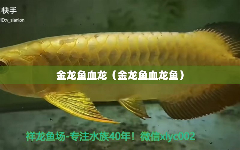 金龍魚血龍（金龍魚血龍魚）