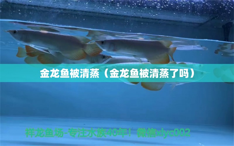 金龍魚(yú)被清蒸（金龍魚(yú)被清蒸了嗎） 祥龍水族醫(yī)院