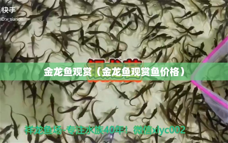 金龍魚觀賞（金龍魚觀賞魚價格） 斑馬鴨嘴魚苗