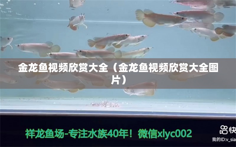 金龍魚視頻欣賞大全（金龍魚視頻欣賞大全圖片） 祥龍魚場