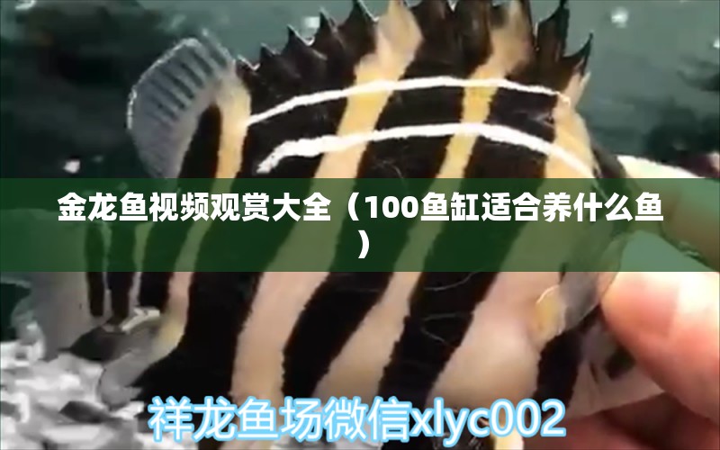 金龍魚視頻觀賞大全（100魚缸適合養(yǎng)什么魚）